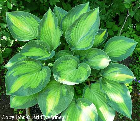 Hosta Tarhafunkia-Ryhm 'Paul's Glory', jalokuunlilja